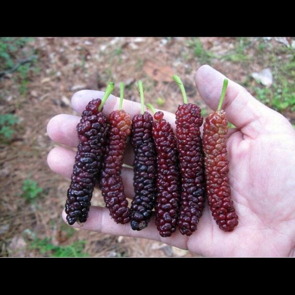 Morus 'Pakistan' (Mulberry) one plant, 6-12” high